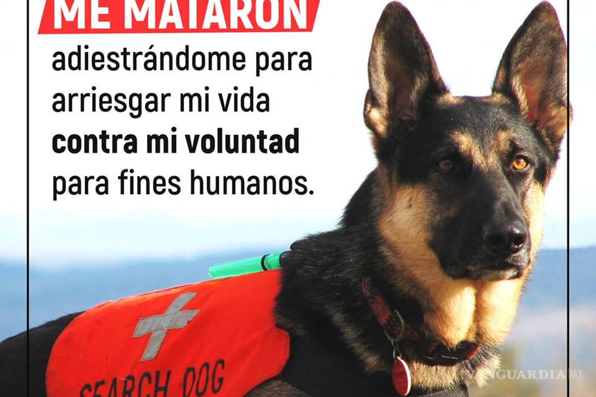 "No 'morí rescatando'. ME MATARON adiestrándome", defensores de animales sobre perros rescatistas