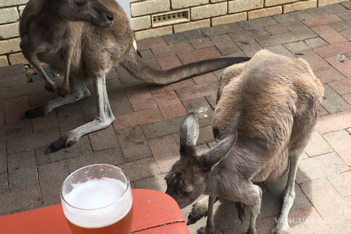 Canguros ya no podrán visitar su bar favorito en Australia