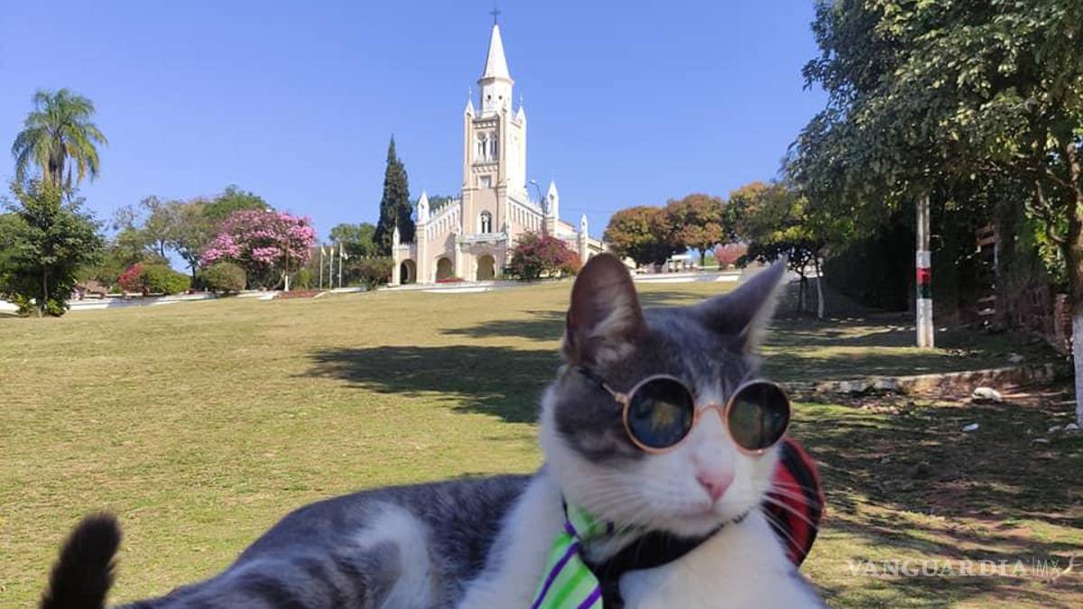 Muere envenenado el ‘gatito mochilero’; su humano, inconsolable