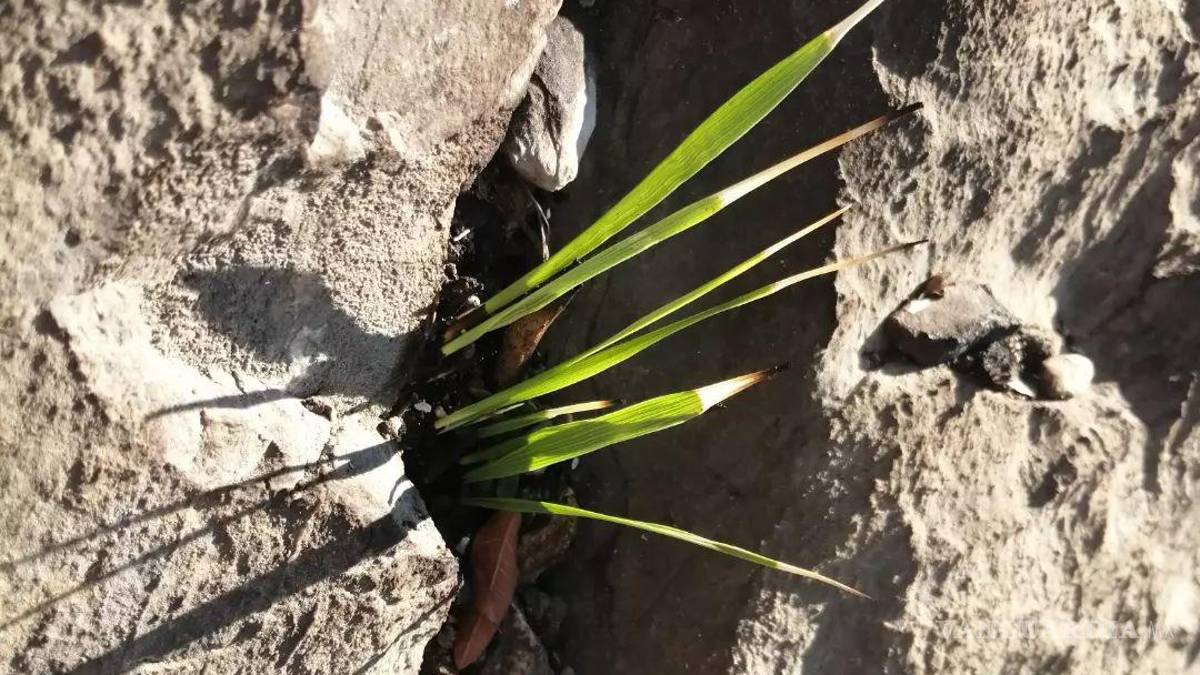 Comienza a rebrotar la vegetación en zonas siniestradas de la Sierra de Zapalinamé en Saltillo