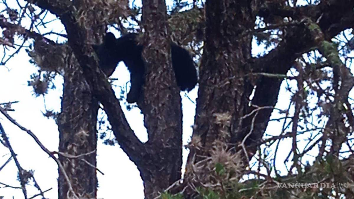 Protegen a otro oso en riesgo por personas, ahora en Arteaga; “no deben acercarse”, señalan