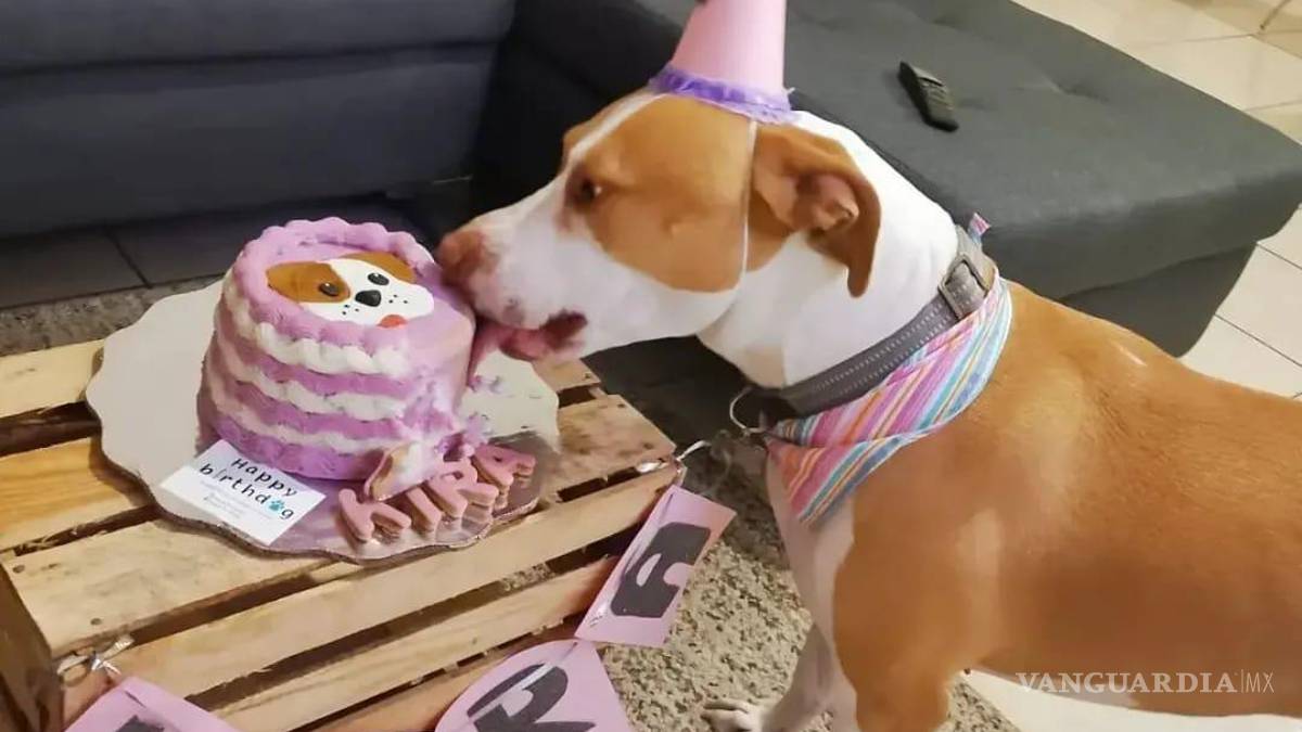 Saltillo: happy birth... ¿dog? Para pagarse estudios, joven vende pasteles para mascotas