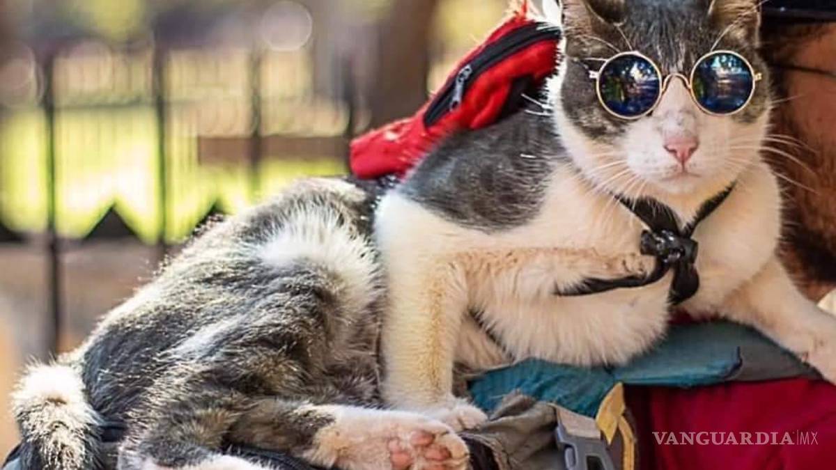 Muere envenenado el ‘gatito mochilero’; su humano, inconsolable