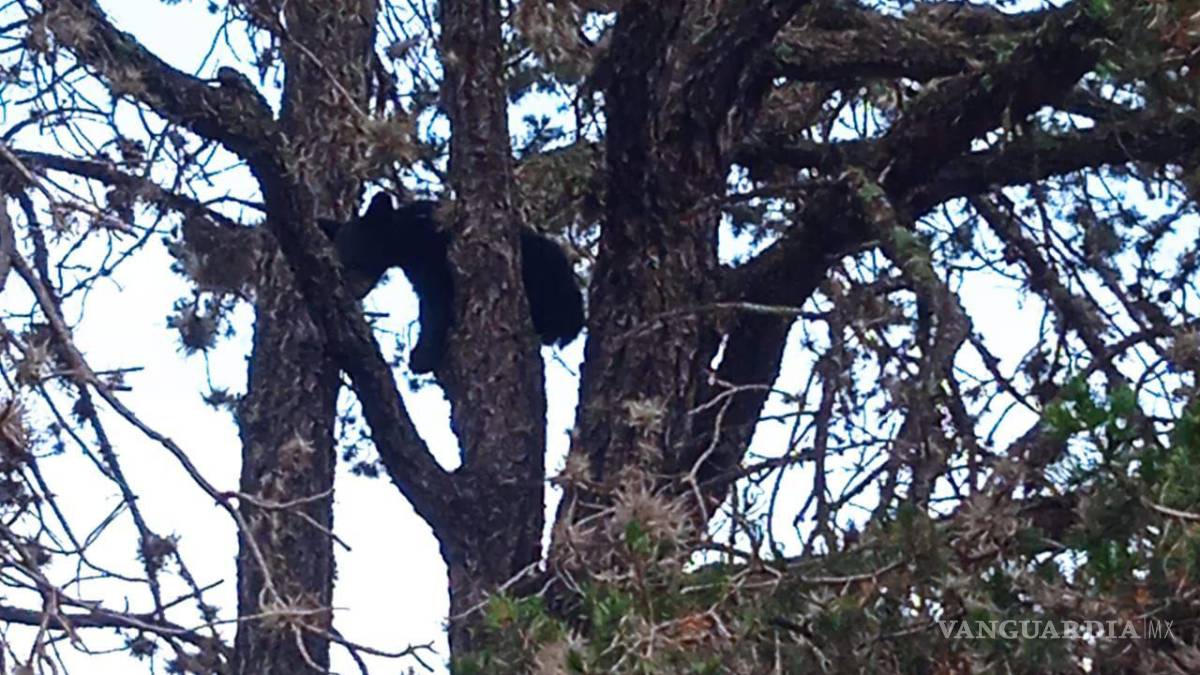 Protegen a otro oso en riesgo por personas, ahora en Arteaga; “no deben acercarse”, señalan