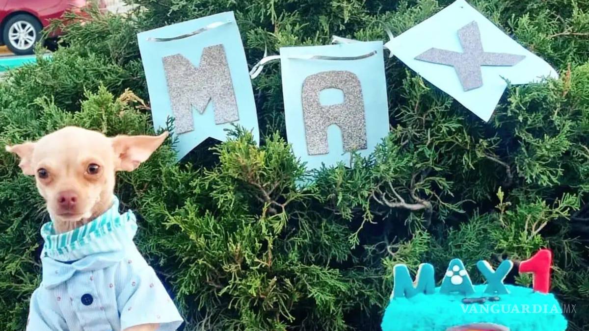 Saltillo: happy birth... ¿dog? Para pagarse estudios, joven vende pasteles para mascotas