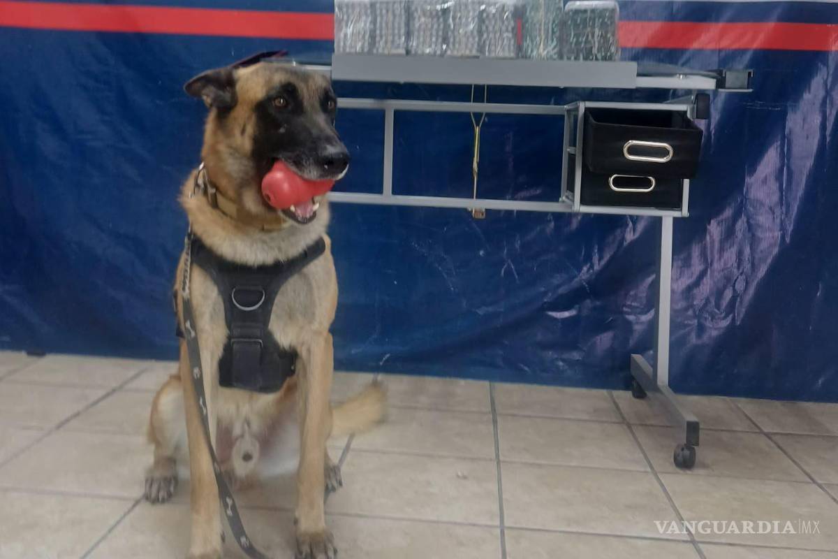 Torreón: Unidad Canina (K9) aseguró paquete con sustancias controladas en la central camionera