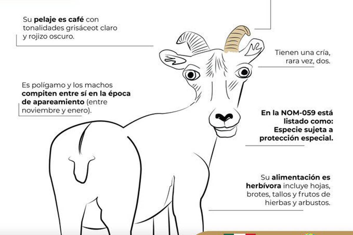 ‘Le pegó duro el COVID al borrego cimarrón’... tunden a Profepa por ‘fea’ ilustración (memes)