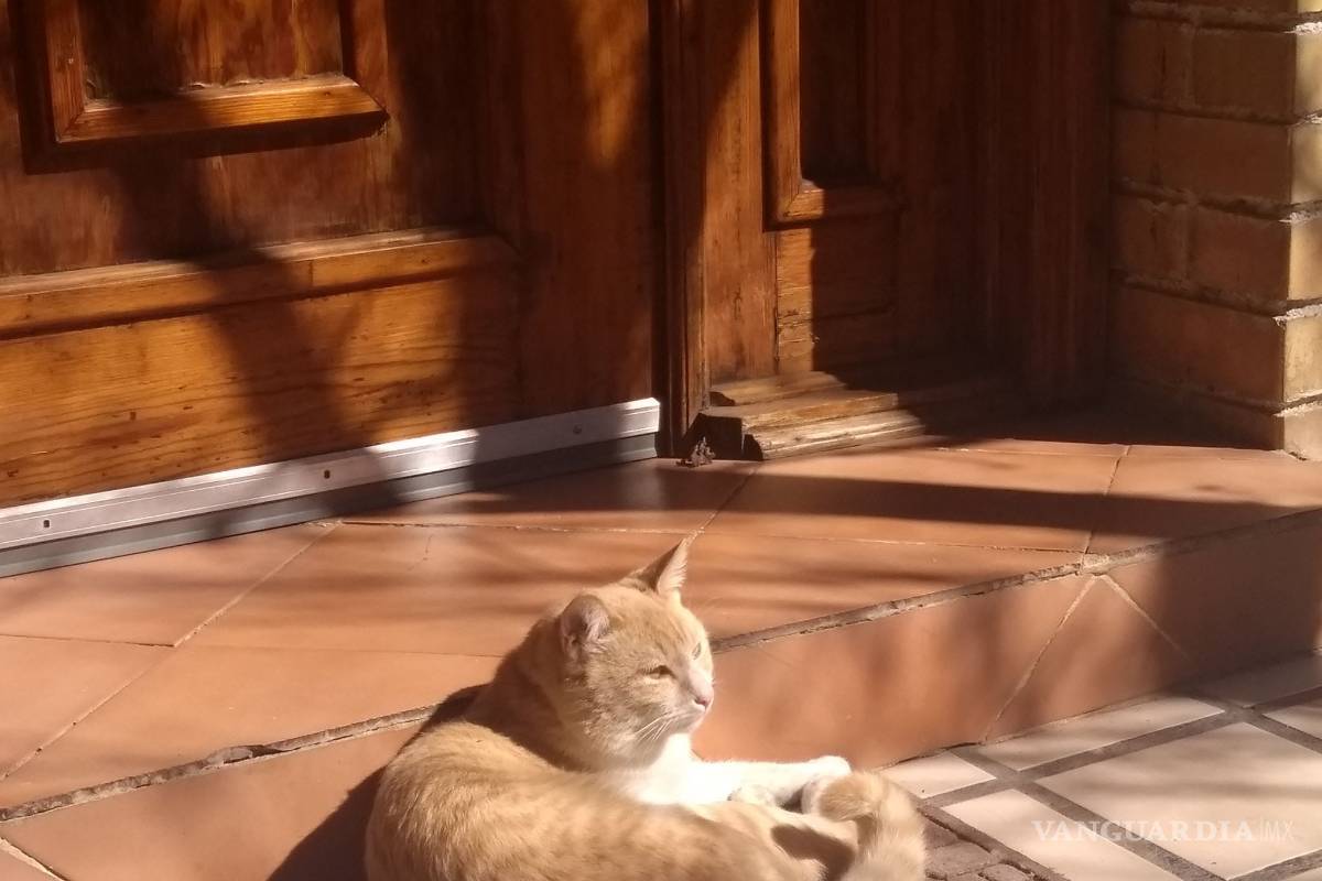 Matan a gato de balazo en la cabeza en Saltillo, denuncian ante la FGE