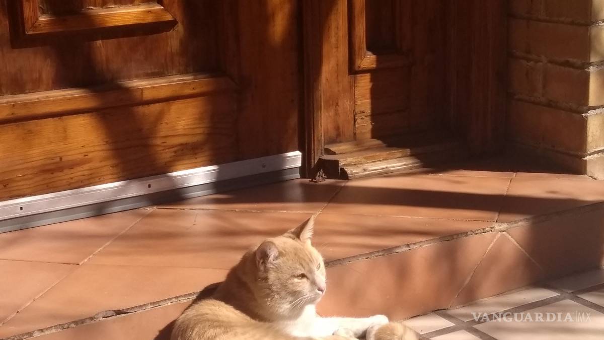 Matan a gato de balazo en la cabeza en Saltillo, denuncian ante la FGE