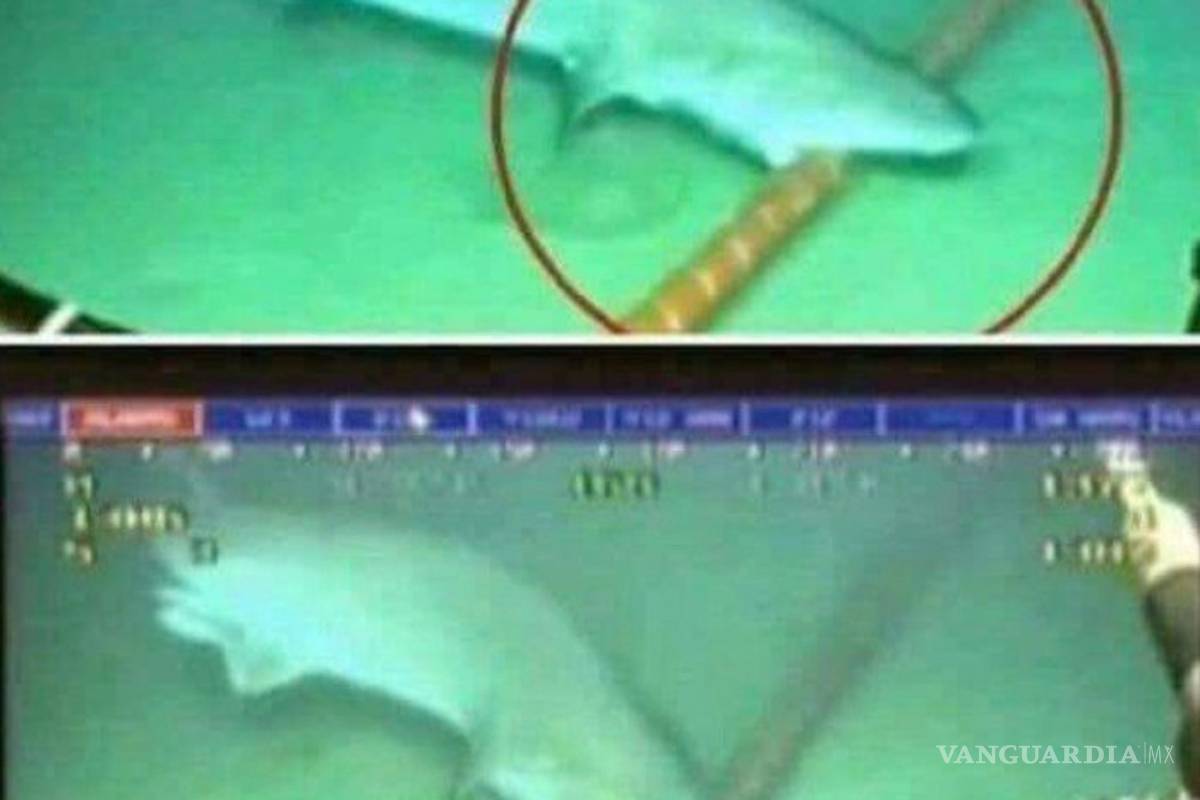 ¡Descubren tiburones en volcán Kavachi que sobreviven a temperaturas extremas!