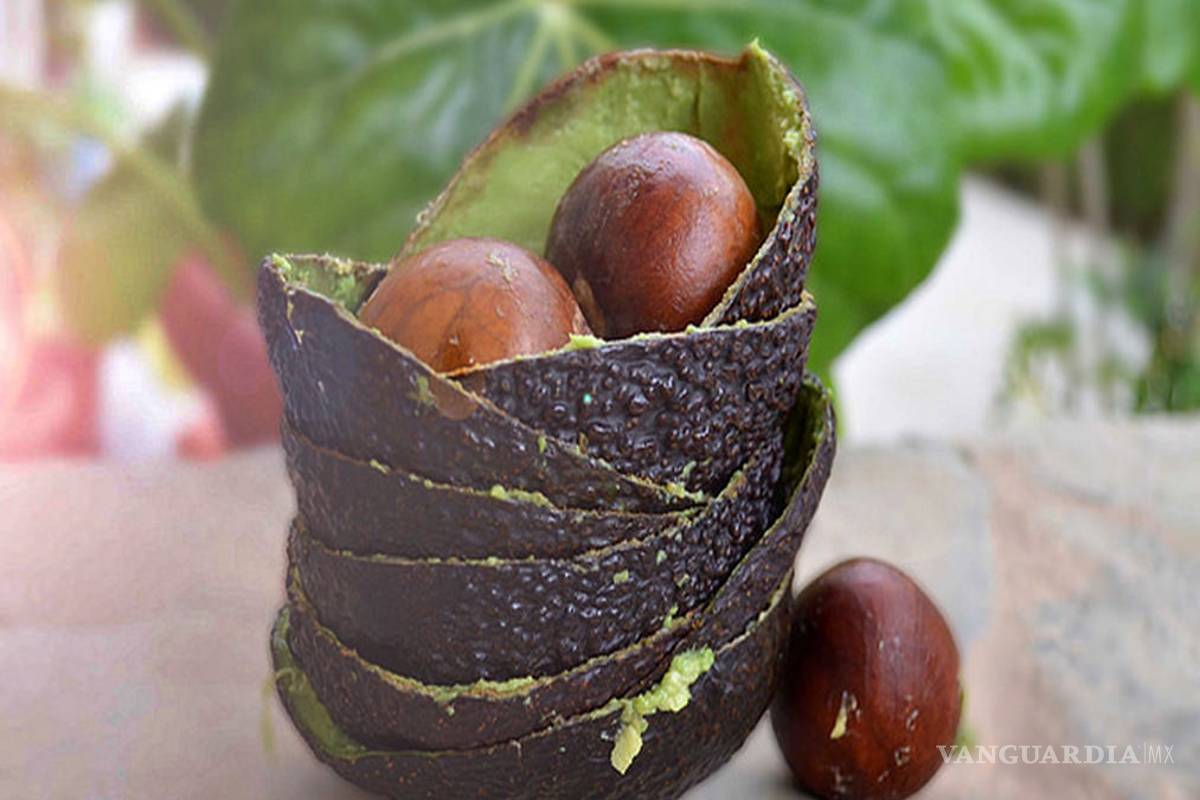 Desarrollan científicos de la UAdeC tecnología para obtención de bioproductos a partir de residuos de aguacate