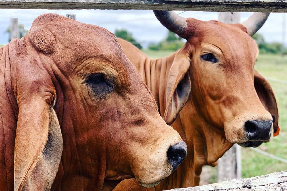 ¿Comer carne de res contaminada por gusano barrenador, es peligroso? No, afirma especialista
