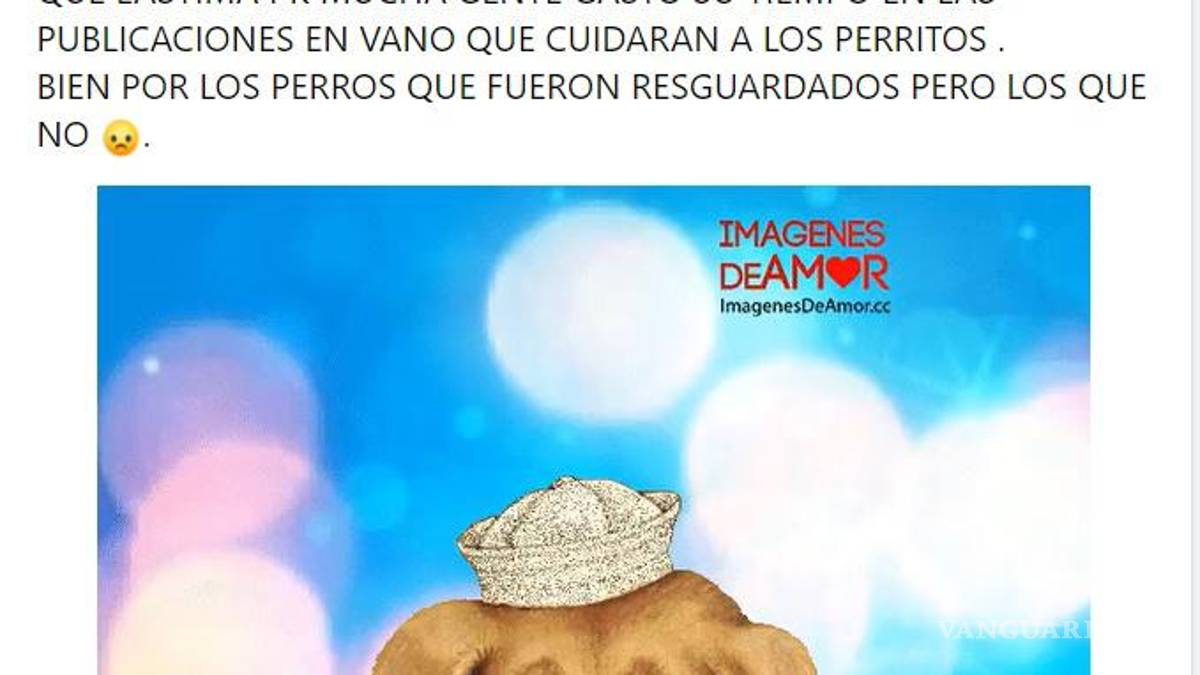 ¡Sin entender! Inicia Año Nuevo con perros extraviados y afectados por ruido de cohetes en Saltillo