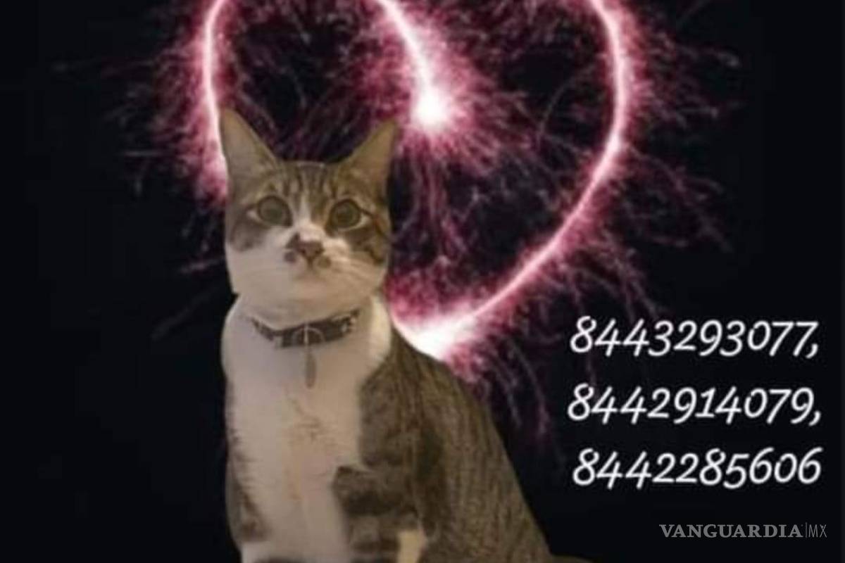 ¡Vuelve a casa, Gerald! Buscan a gatito con discapacidad, extraviado al oriente Saltillo