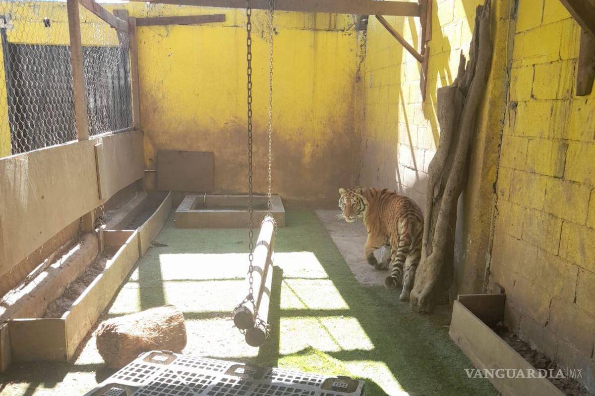 ¡Gustos exóticos!; aseguran droga y un tigre en una casa de Monterrey