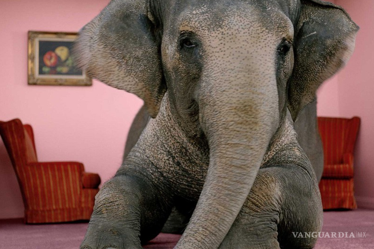 Murakami y su 'elefante' llegan a librerías