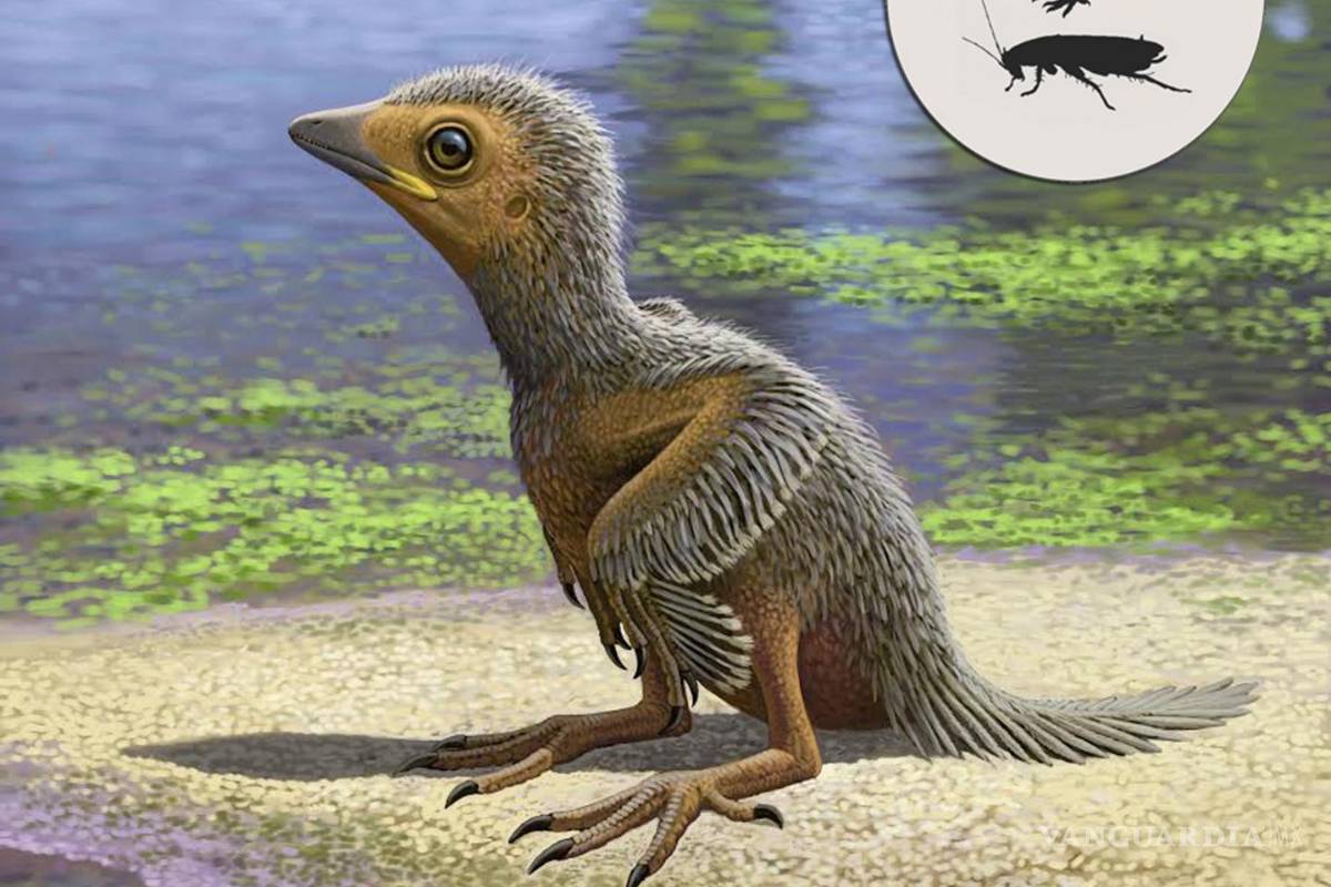 Revela fósil de polluelo de 127 millones de años la evolución de las aves