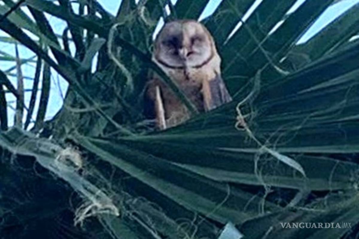 Bomberos rescatan una Lechuza Campanario frente a la alameda de Torreón