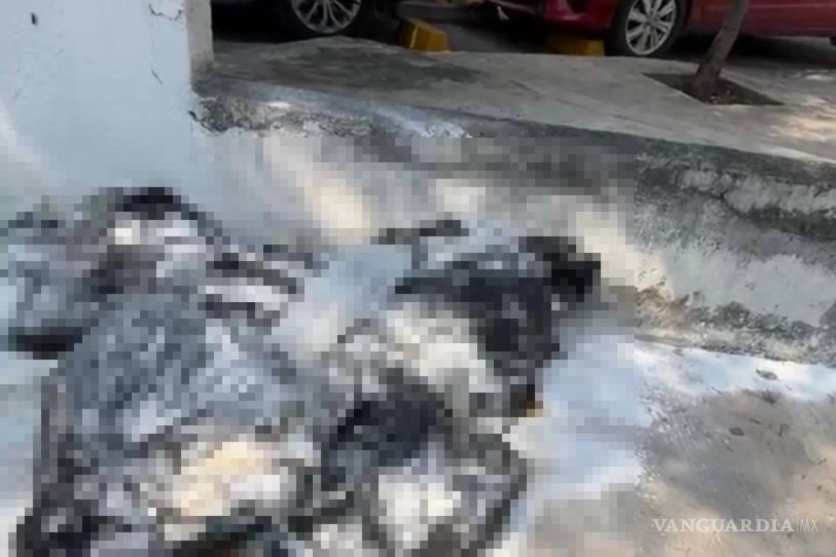 ¿Santería? Hallan cuerpos de cabras y aves decapitados, en Nuevo León