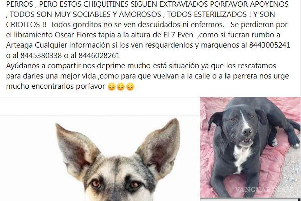 Saltillo: ¿has visto estos perritos? Asaltan a Fundación Lomitos al Rescate y varios se perdieron
