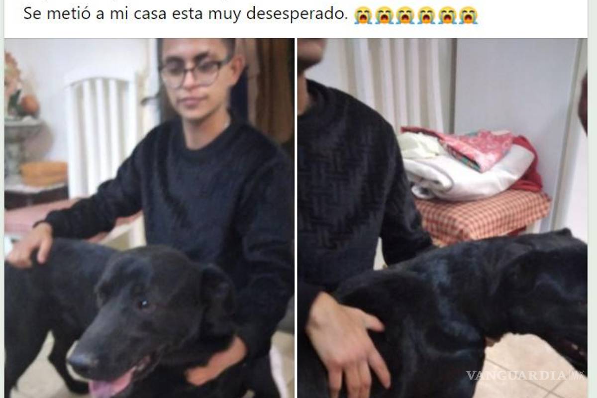 ¡Sin entender! Inicia Año Nuevo con perros extraviados y afectados por ruido de cohetes en Saltillo