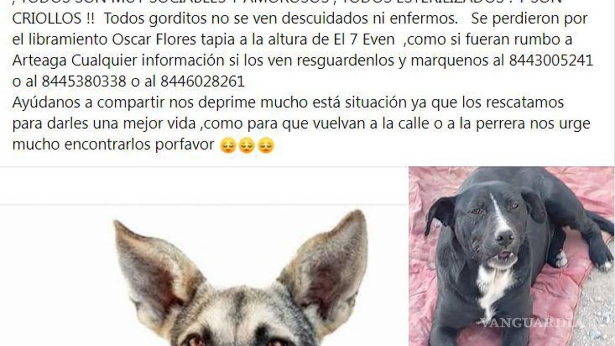 Saltillo: ¿has visto estos perritos? Asaltan a Fundación Lomitos al Rescate y varios se perdieron