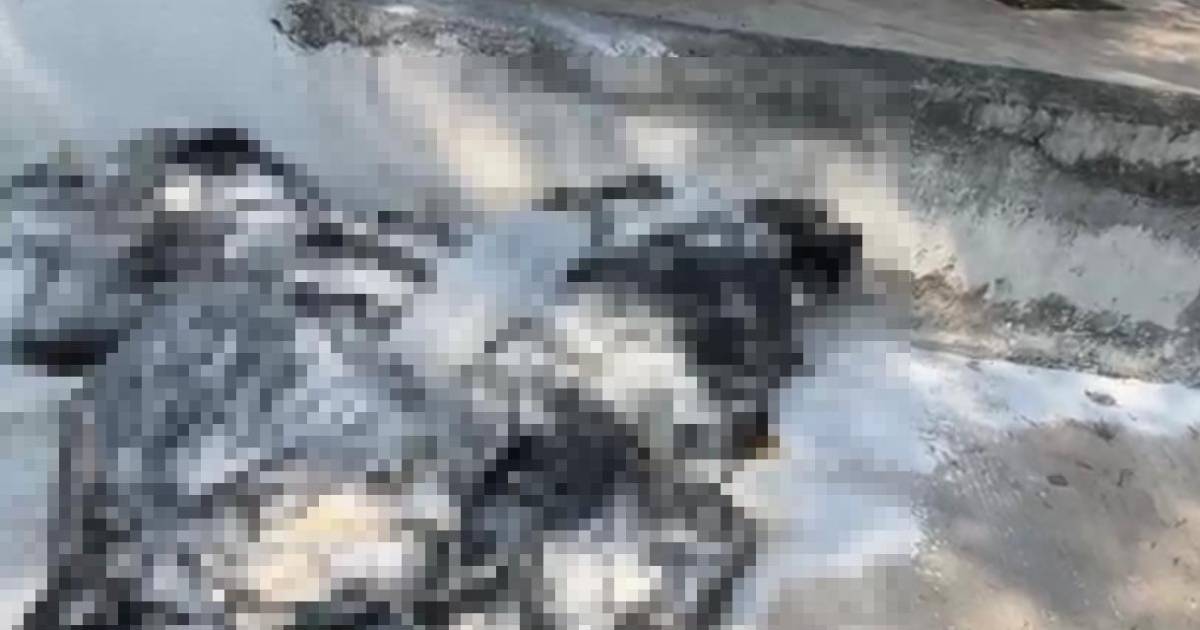 ¿Santería? Hallan cuerpos de cabras y aves decapitados, en Nuevo León