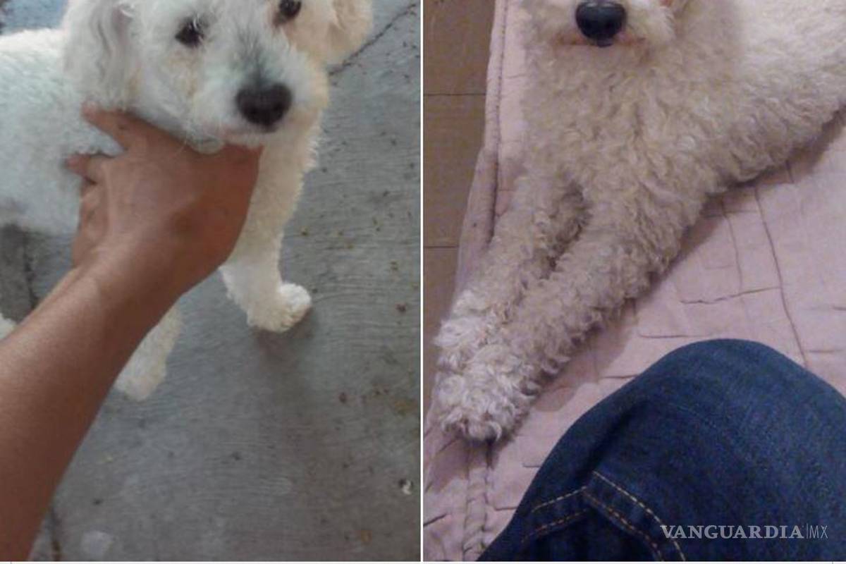 A dos días de Noche Buena continúa búsqueda de cachorros que huyeron por pirotecnia en Saltillo