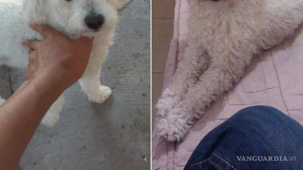 A dos días de Noche Buena continúa búsqueda de cachorros que huyeron por pirotecnia en Saltillo