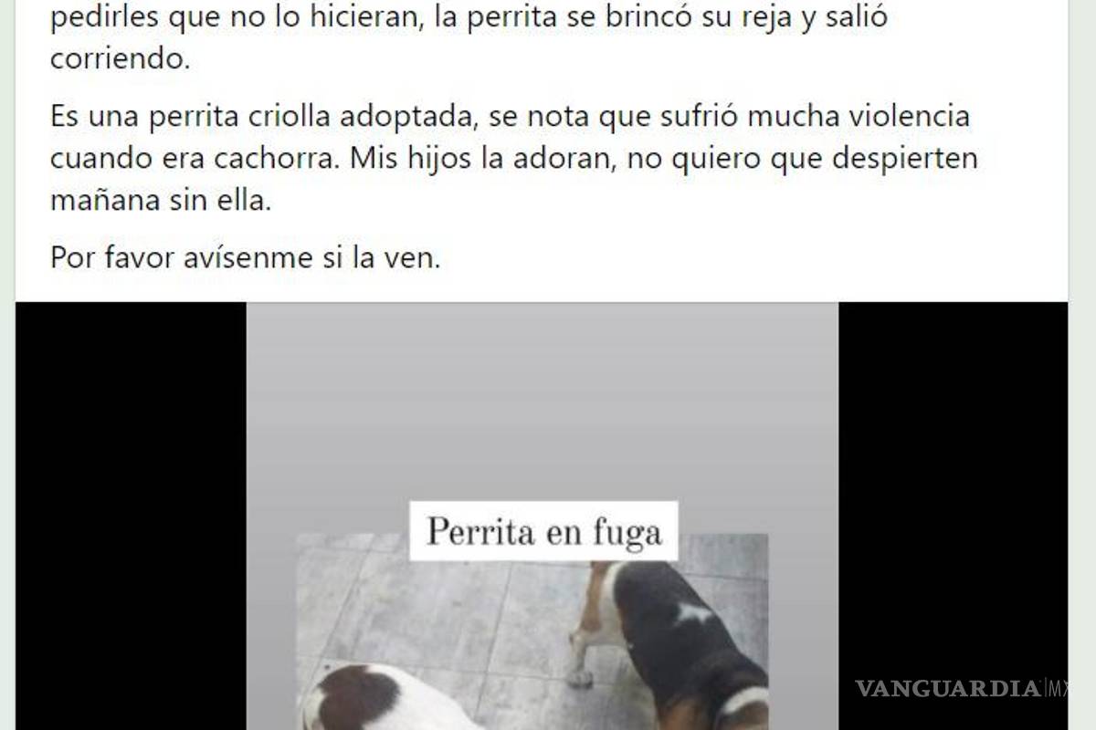 ¡Sin entender! Inicia Año Nuevo con perros extraviados y afectados por ruido de cohetes en Saltillo