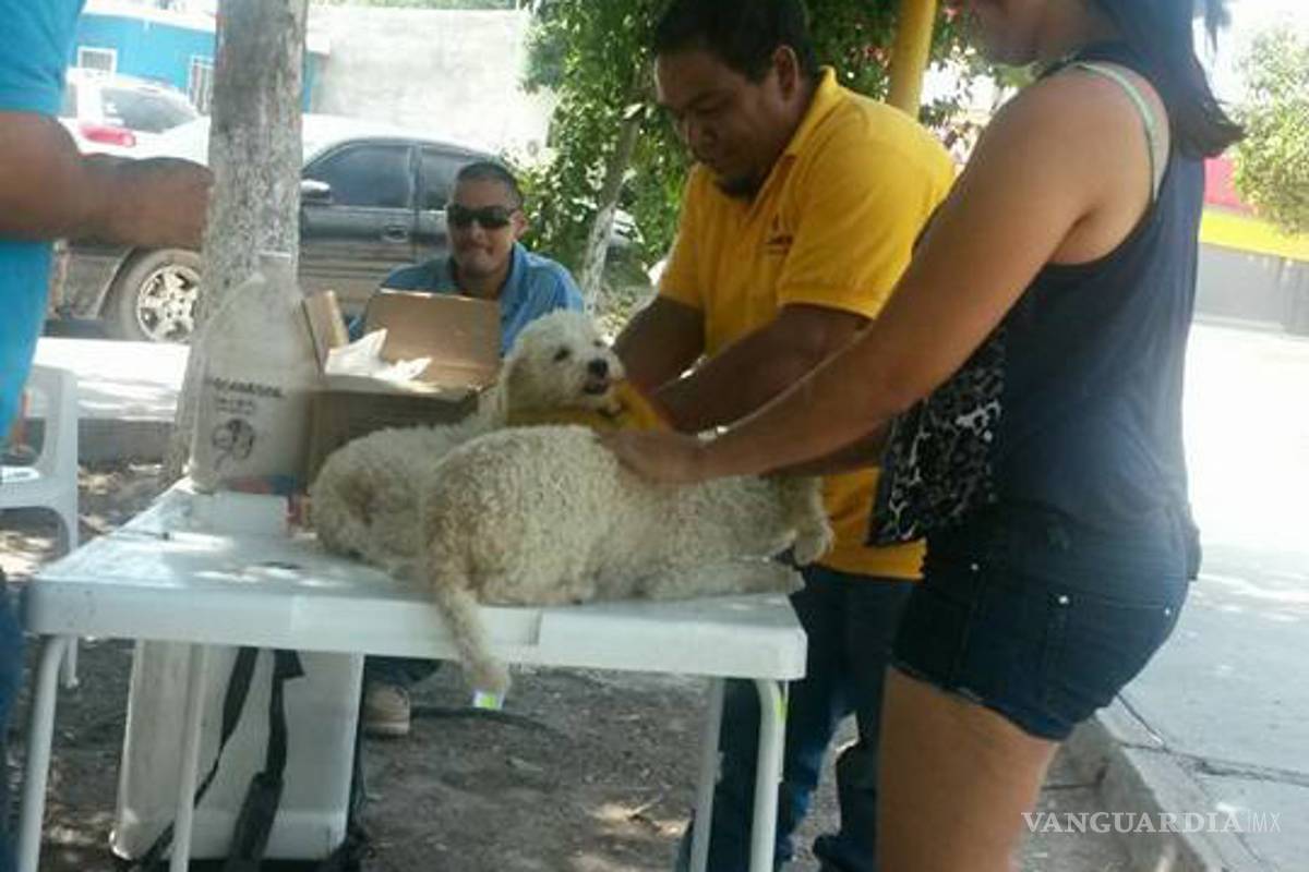 Esterilizan a más de 250 perros y gatos durante campaña en Allende, Villa Unión, Morelos y Nava