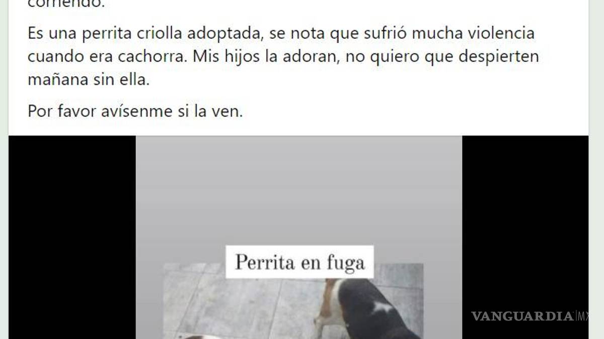 ¡Sin entender! Inicia Año Nuevo con perros extraviados y afectados por ruido de cohetes en Saltillo