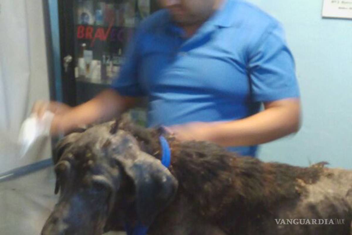 Rescatan a perra adulta en completo estado de desnutrición; sus dueños la abandonaron