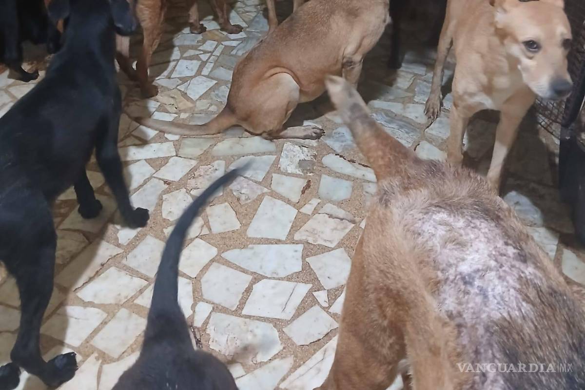 Saltillo: Corazón Patitas invita a jornada de esterilización en el Chapulín