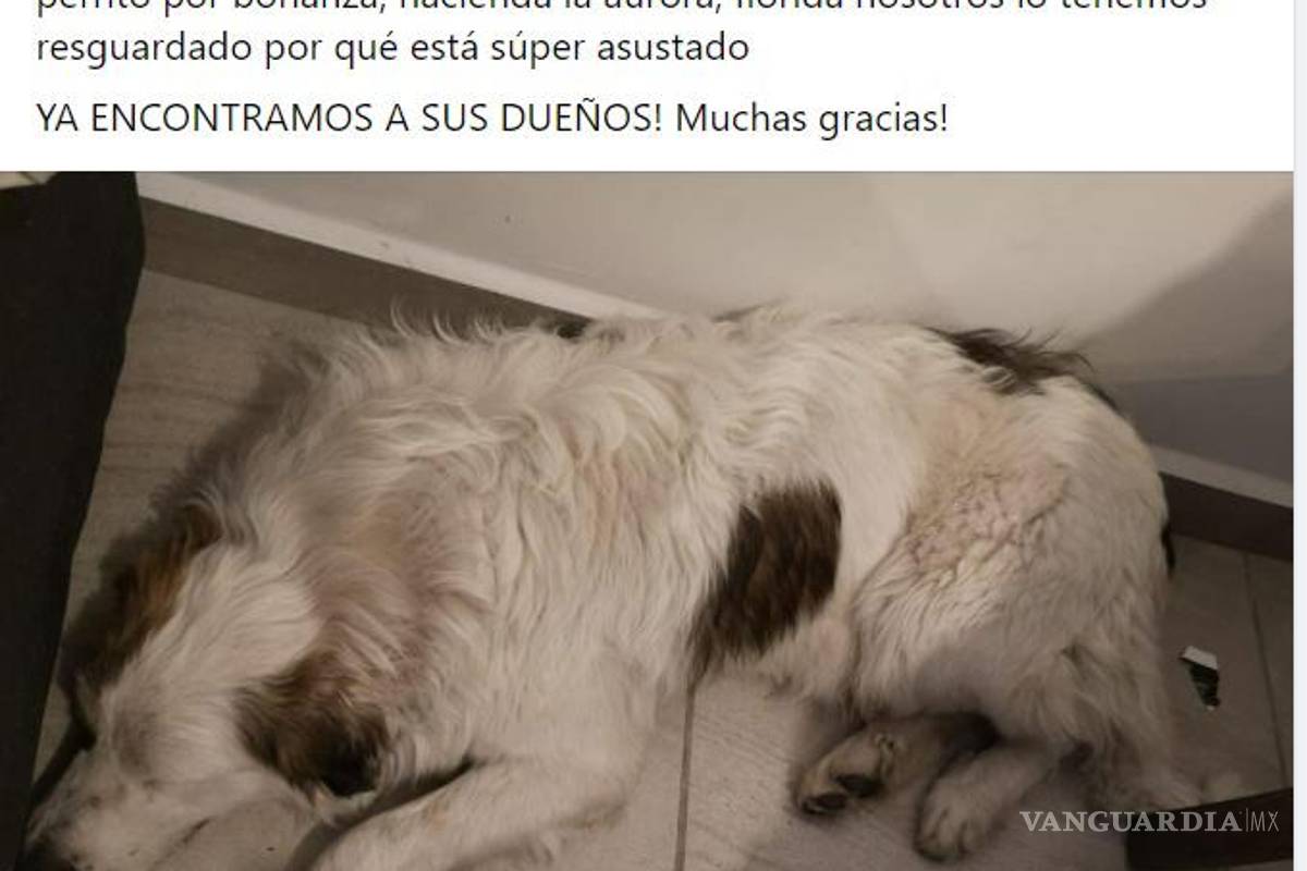 ¡Sin entender! Inicia Año Nuevo con perros extraviados y afectados por ruido de cohetes en Saltillo