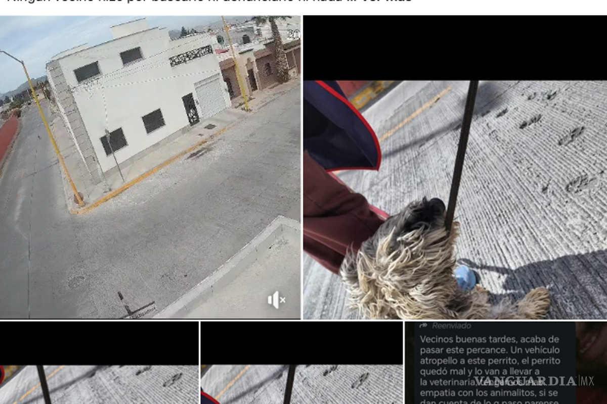 $!Los vecinos de la colonia Humberto Dávila exigen más empatía hacia los animales tras el incidente.