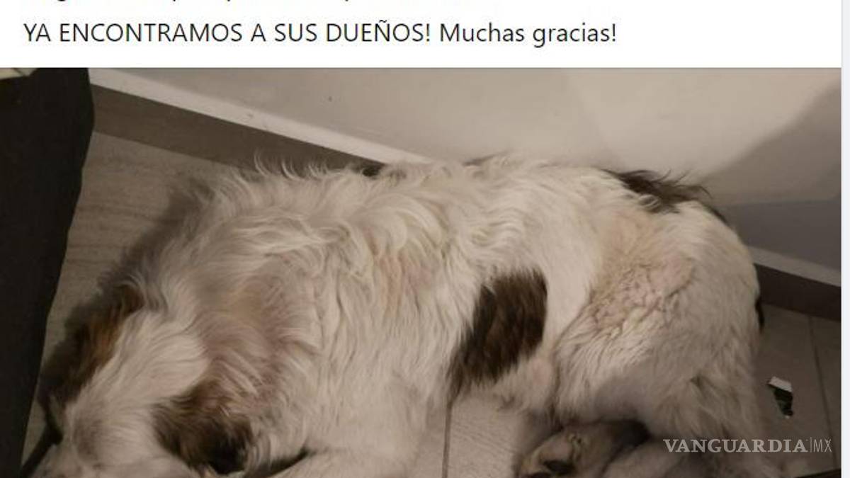 ¡Sin entender! Inicia Año Nuevo con perros extraviados y afectados por ruido de cohetes en Saltillo