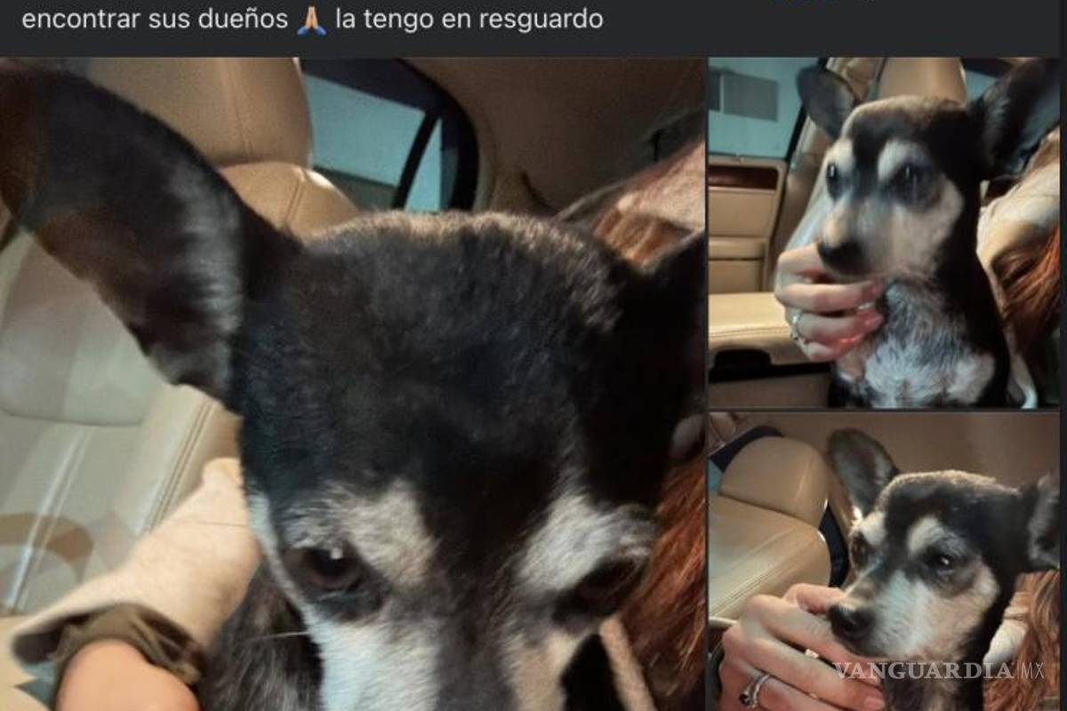 $!Algunos canes llegaron por sí solos a otros domicilios en busca de refugio, evidenciando el alto nivel de estrés que generan los fuegos artificiales en los animales.