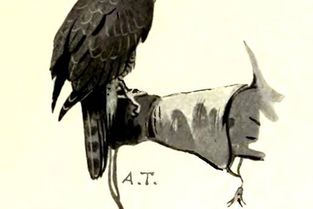 Halcones contra latitas de atún