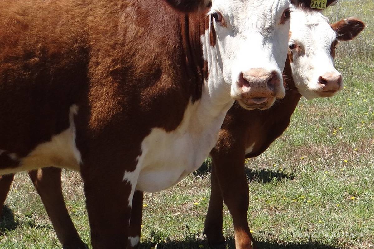 Ejidatarios de Coahuila sufren 'coyotaje' de ganado