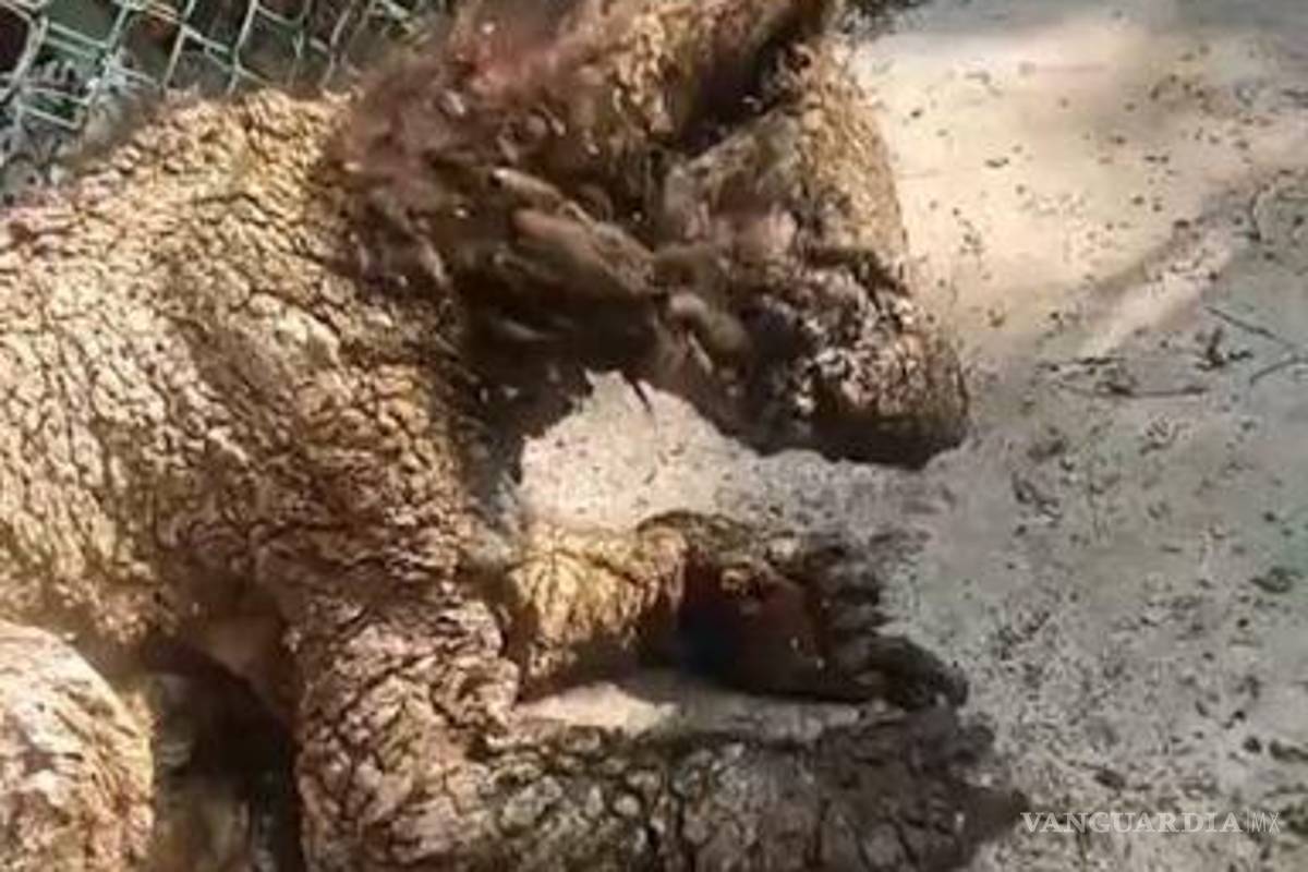 Profepa: Trasladan a osa ‘Mina’ a Fundación Invictus, en Hidalgo, para recibir rehabilitación