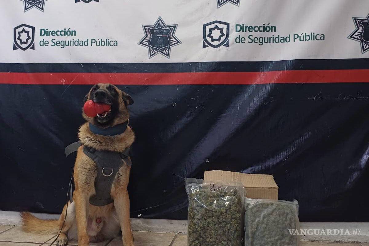 Escuadrón Canino de la Policía de Torreón asegura paquetes de droga en empresa de paquetería