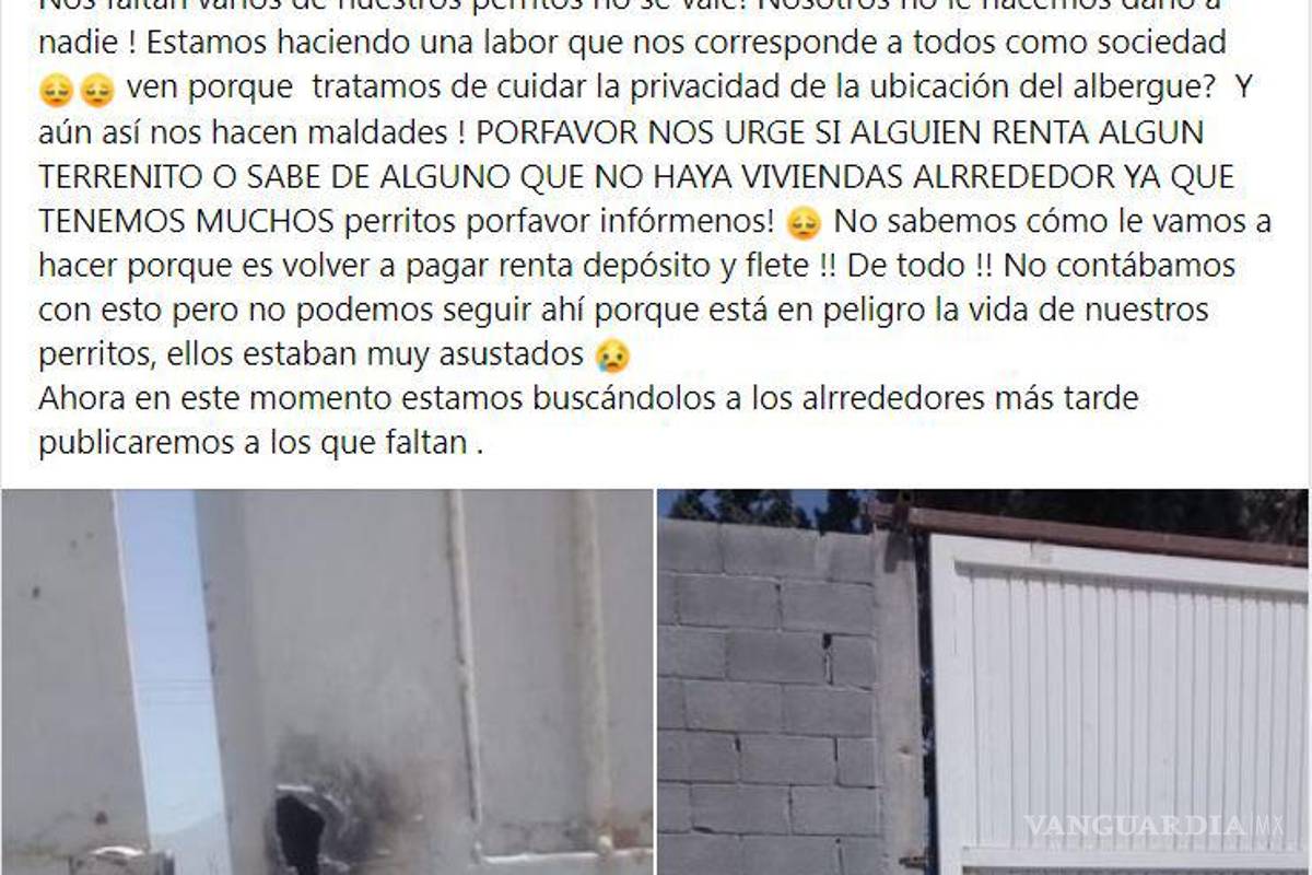 Saltillo: ¿has visto estos perritos? Asaltan a Fundación Lomitos al Rescate y varios se perdieron