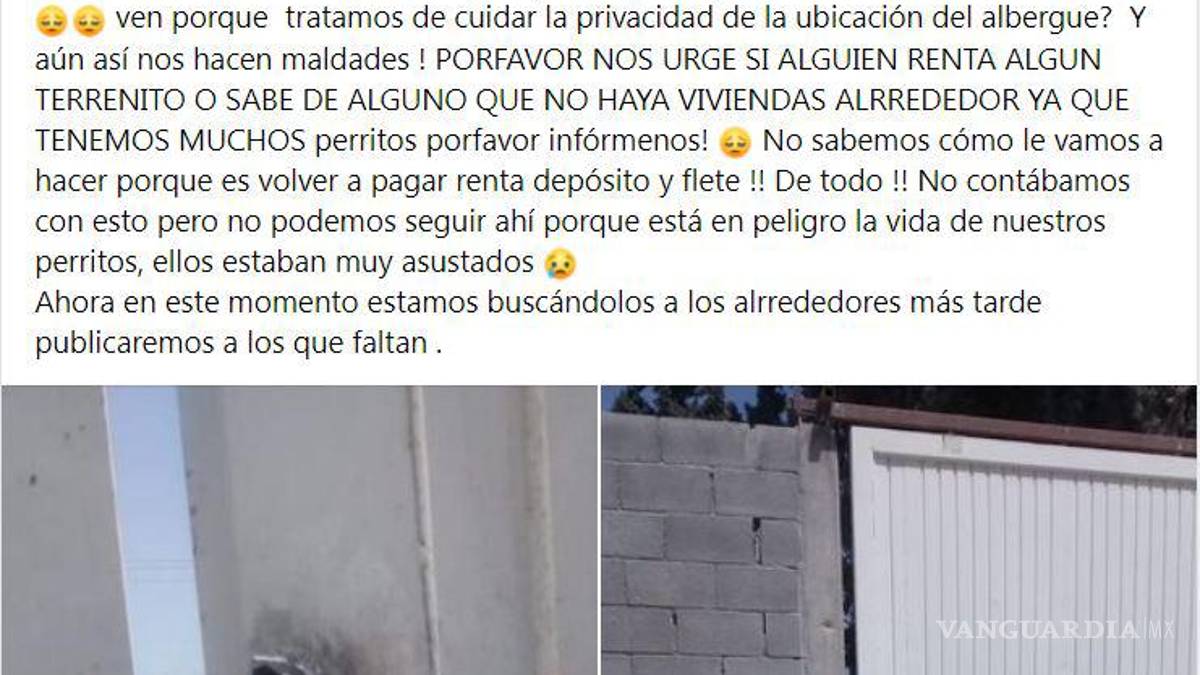 Saltillo: ¿has visto estos perritos? Asaltan a Fundación Lomitos al Rescate y varios se perdieron