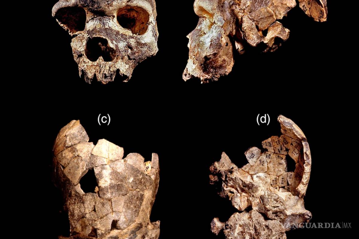 $!Muestras del cráneo del Homo bodoensis. Evolutionary Anthropology Issues News and Reviews/Jeffrey H. Schwartz