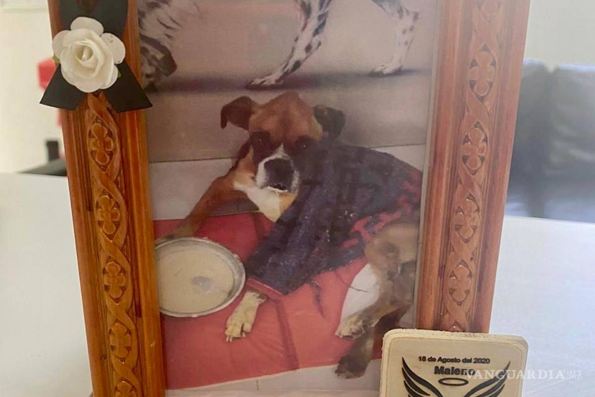 $!Llevan a juicio a dueños de perro maltratado en NL; el primero en el país