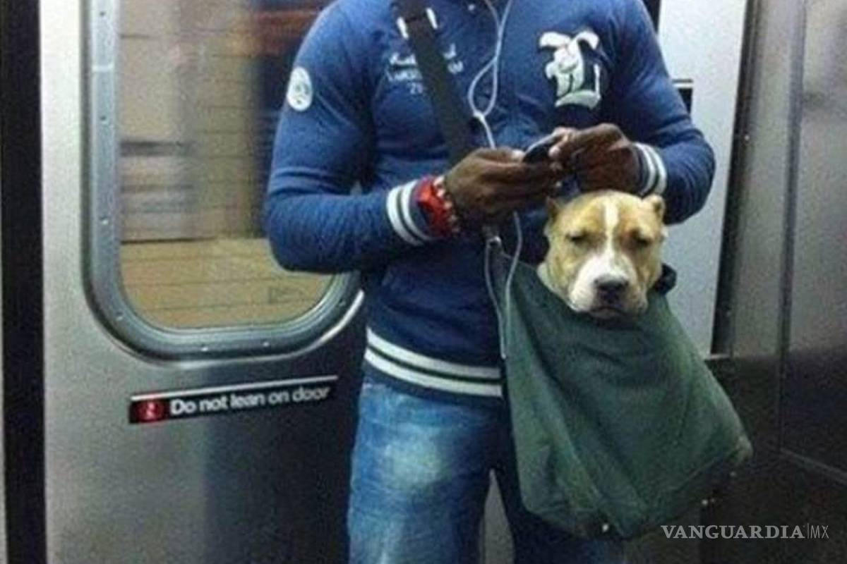 No importa raza o tamaño, los perros neoyorquinos viajan en metro