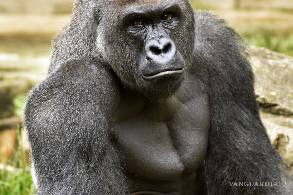 Piden investigar a zoológico que sacrificó a gorila; acusan negligencia