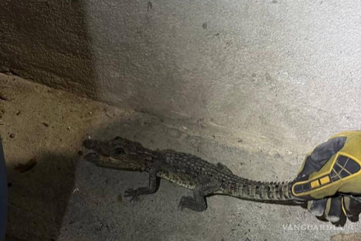 Alarma presencia de caimán en una vivienda en Cadereyta Jiménez, Nuevo León