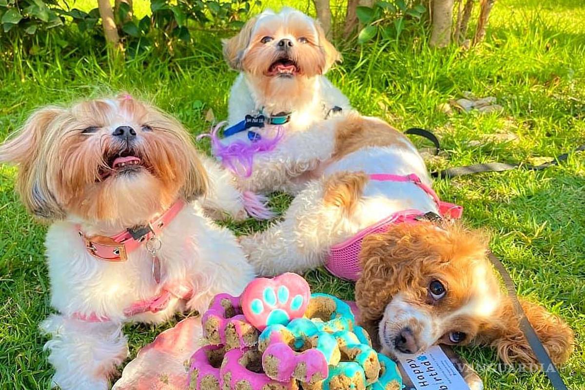 Saltillo: happy birth... ¿dog? Para pagarse estudios, joven vende pasteles para mascotas